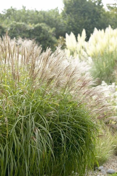 Miscanthus sinensis 'Herman Mussel' Autumn Planting, Planting Combinations, Miscanthus Sinensis, Prairie Garden, Gravel Garden, Drought Tolerant Plants, Plant Combinations, Garden Gate, Ornamental Grasses