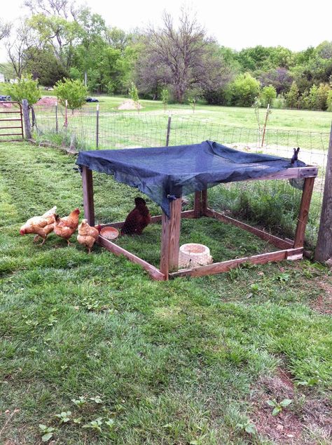 Here's what we did to break a broody chicken from wanting to set on the nest all the time. Broody Chicken, Rhode Island Red Hen, Rhode Island Red, Backyard Chickens, Raising Chickens, The Nest, Chickens Backyard, Rhode Island, A Mother