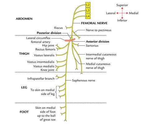 Femoral Nerve: Branches Axillary Nerve Anatomy, Axillary Nerve, Femoral Nerve, Nerve Anatomy, Peripheral Nerve, Gross Anatomy, Arteries And Veins, Spinal Nerve, Medicine Notes