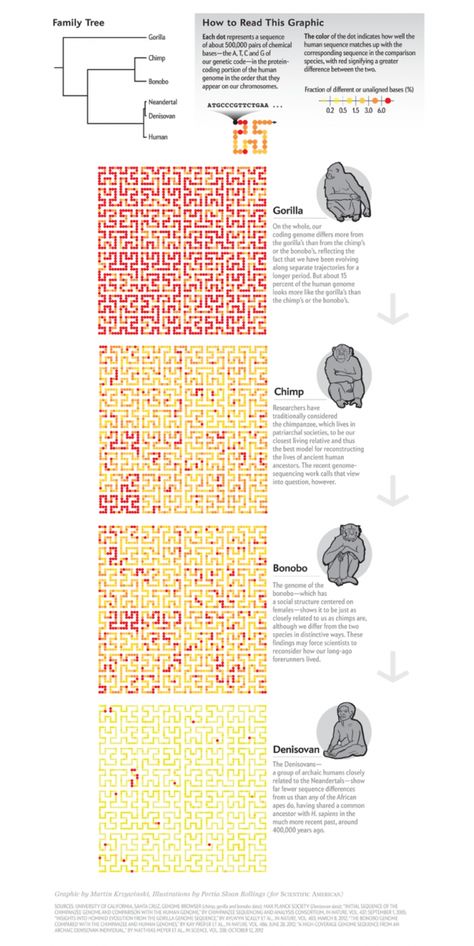 Data Visualization Art, Scientific American Magazine, Data Visualization Infographic, Architectural Diagrams, Information Visualization, Scientific Journal, Scientific Articles, Data Visualization Design, Human Evolution