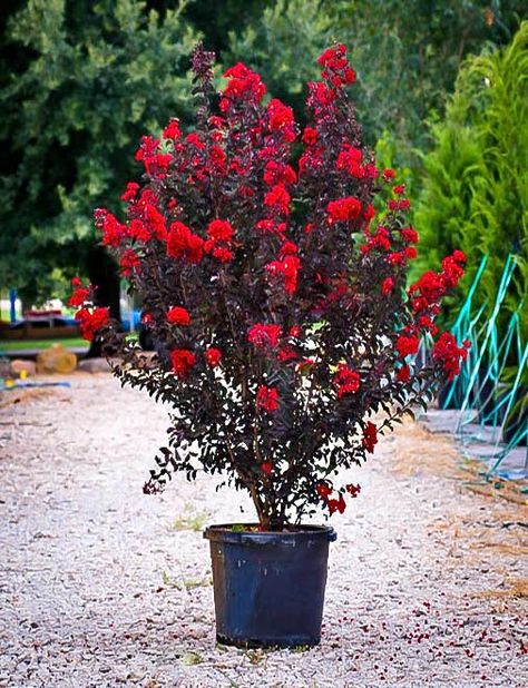 Black Diamond Crepe Myrtle, Crepe Myrtle Trees, Drought Tolerant Shrubs, Landscaping Along Fence, Myrtle Tree, Diamond Red, Crepe Myrtle, Crape Myrtle, Tree Seeds