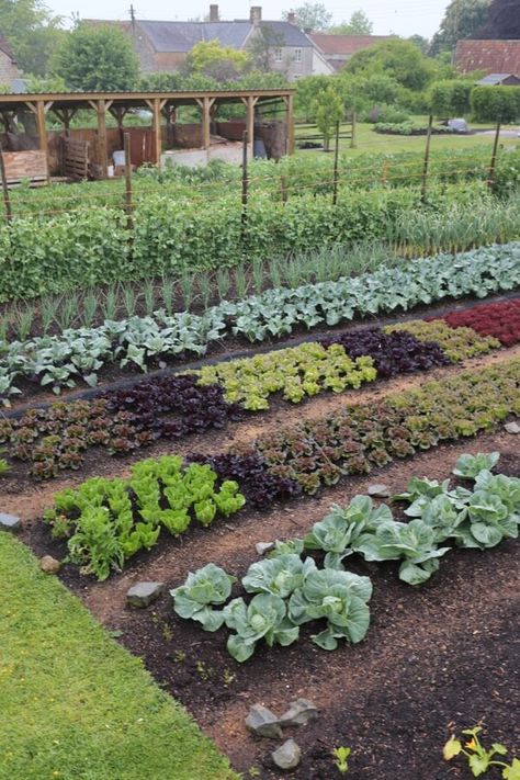 Plan Potager, Tanaman Indoor, Vegetable Garden Raised Beds, Garden Layout Vegetable, Building A Raised Garden, Potager Garden, Plants Growing, Backyard Vegetable Gardens, Market Garden