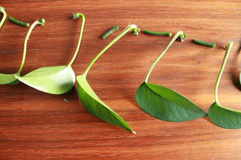 Good to Know: How to Propagate a Pothos Plant — CARMEON HAMILTON Indoor Plants Styling Bedroom, Pots Aesthetic, Indoor Planters Pots, Tattoo Tree Of Life, Indoor Plants Decor Living Room, Indoor Herb Garden Diy, Pothos Vine, Houseplants Decor, Indoor Courtyard