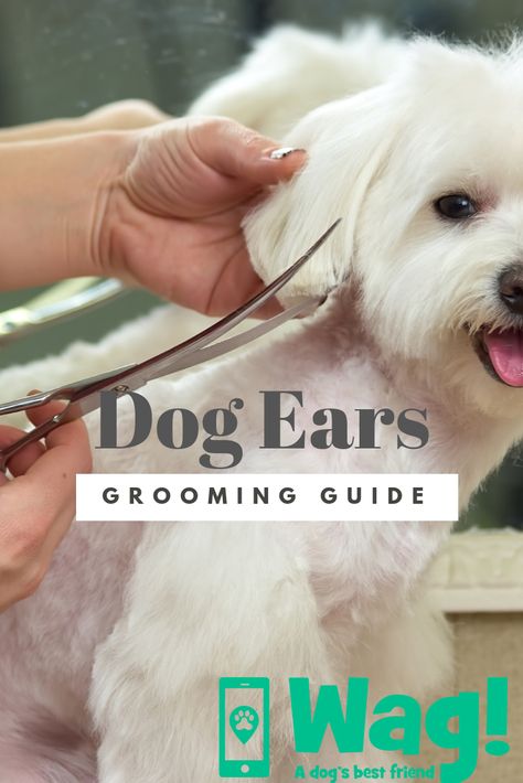 Dog Ear Grooming Guide #doggrooming #diydoggrooming #dogtips #dogsafety #dogwellness #wagwalking #wagdogwalking Morkie Grooming Styles, Diy Grooming Salon, Maltese Grooming Styles, Grooming Salon Ideas, Dog Grooming Salon Ideas, Maltese Dogs Grooming, Dog Grooming Shih Tzu, Dog Grooming Diy, Pet Grooming Business