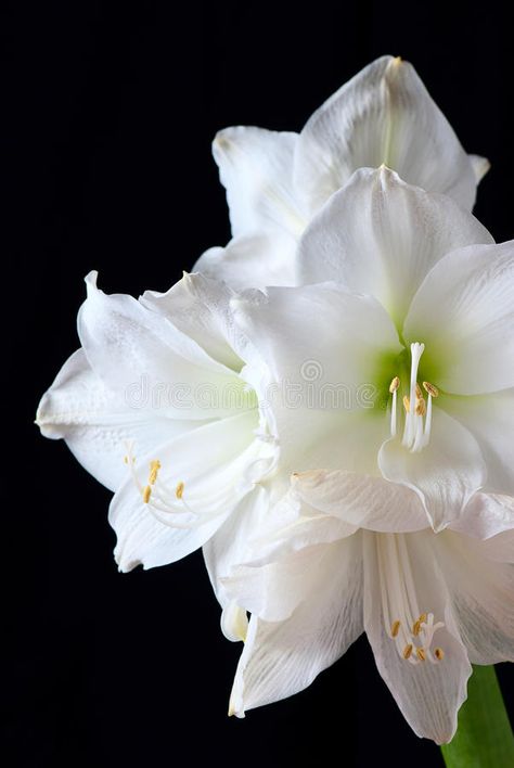 White amaryllis. Flower on black background stock photos Flower On Black Background, White Amaryllis, Amaryllis Flower, Amaryllis Flowers, North Garden, Bulb Flowers, Wedding Board, Black Background, Black Backgrounds