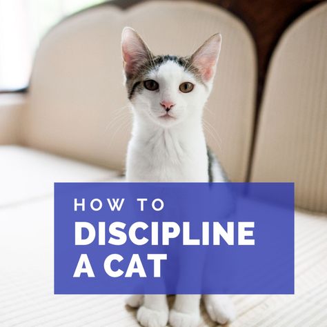 What can you do when your beloved kitty starts to act out and be naughty? Here are some excellent tips and tricks to help you train your cat and discipline them the right way. Cat Training Tricks, Cat Behavior Chart, Kitten Stuff, Train A Cat, Kitty Treats, Cat Enrichment, Cat Projects, Cats Pajamas, Cat Groomer