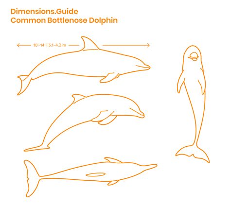 Common Bottlenose Dolphins are a species of long-beaked dolphins and one of the most well-known water mammals on the planet. At around around 1000 pounds and 13 feet (4 m) in length, Bottlenose Dolphins can swim at an average of 15 mph (24km/h) and dive for 20 minutes. Downloads online #animals #nature #ocean Different Types Of Dolphins, Anatomy Of A Dolphin, Dolphin Carving, Dolphin Vector, Wood Carved Dolphins, Bird Carving Patterns, Unique Wood Carving, Dolphin Drawing, Common Dolphin