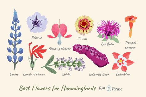 Choosing the right flowering plants can help attract hummingbirds to your garden. Here are 10 flowers to plant to provide food for these flying jewels.