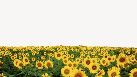 Sunflower field border background, aesthetic design psd | premium image by rawpixel.com / Adjima Aesthetic Border, Background Sunflower, Sunflower Aesthetic, Sunflower Images, Border Background, Sunflower Garden, Sunflower Field, Background Aesthetic, Sunflower Fields