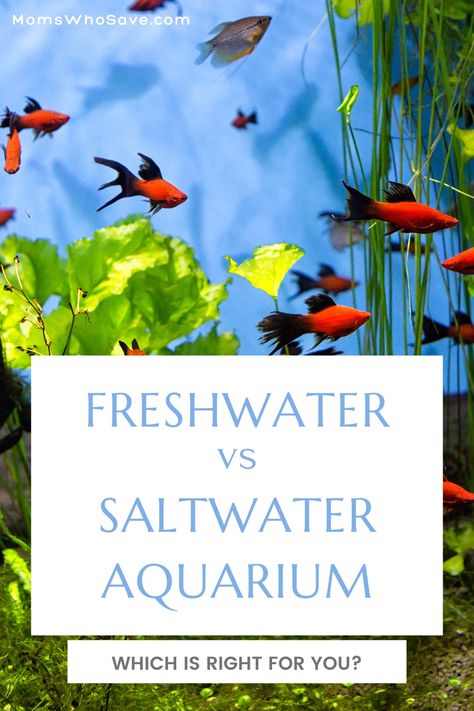 Freshwater vs Saltwater Aquarium: How to Decide Which is Right for You Freshwater Aquarium Plants, Fresh Water Fish Tank, Aquarium Supplies, Salt Water Fish, Saltwater Tank, Types Of Fish, Exotic Fish, Saltwater Aquarium, Angel Fish