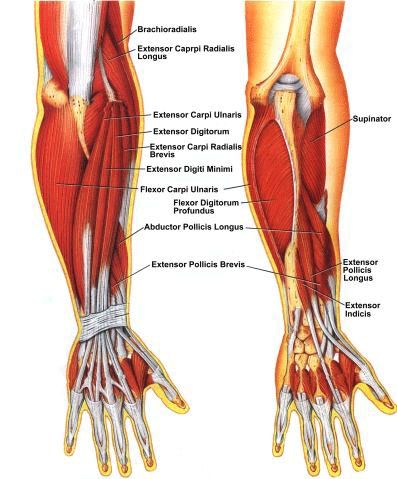 Human Anatomy and Physiology of Muscles Online on HubPages Forearm Muscle Anatomy, Forearm Anatomy, Best Forearm Exercises, Muscle Names, Muscles Of The Neck, Types Of Muscles, Good Arm Workouts, Repetitive Strain Injury, Forearm Muscles