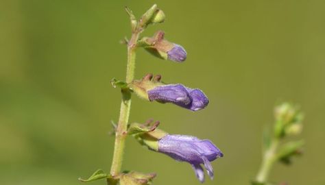 Skullcap Herb, Zone 6 Plants, Willow Flower, Wild Herbs, Herbs And Plants, Plant Information, Health Medicine, Plant Identification, Flower Blue