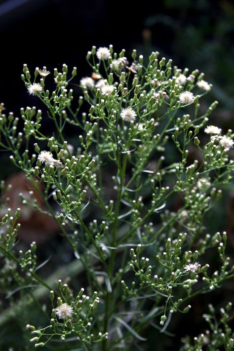 Horseweed / Canadian Fleabane - NL: Canadese fijnstraal / F: Vergerette du Canada - it was used by most Native North Americans tribes to treat various illnesses, including diarrhea, fever, running nose, rhinitis, but also used to arrest bleedings or to relieve stomach aches, earaches or headaches. Externally, it was made into poultices to treat burns and sore joints. Roots were used in decoction teas to treat menstrual complaints. Dried and burned as incense it was used to ward off insects. Medicine Plants, Heavy Menstrual, Drying Fresh Herbs, Learning Herbs, Medicine Herbs, North American Animals, Animals Food, Edible Wild Plants, Herbal Recipes