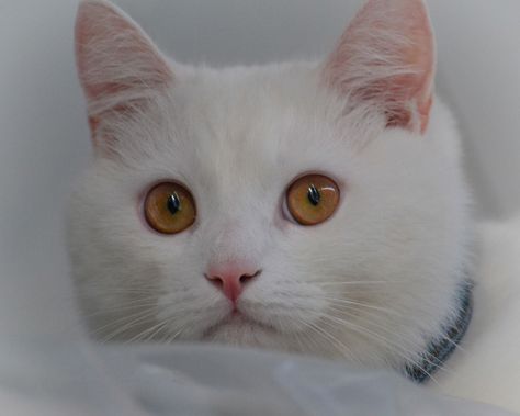 Beautiful white cat with yellow eyes ❤ #cat #whitecat #catface #cutie White Fluffy Cat, Calming Cat, Newborn Kittens, Kitten Care, Yellow Cat, White Cats, Pink Wallpaper Iphone, Fluffy Cat, Animal Sketches