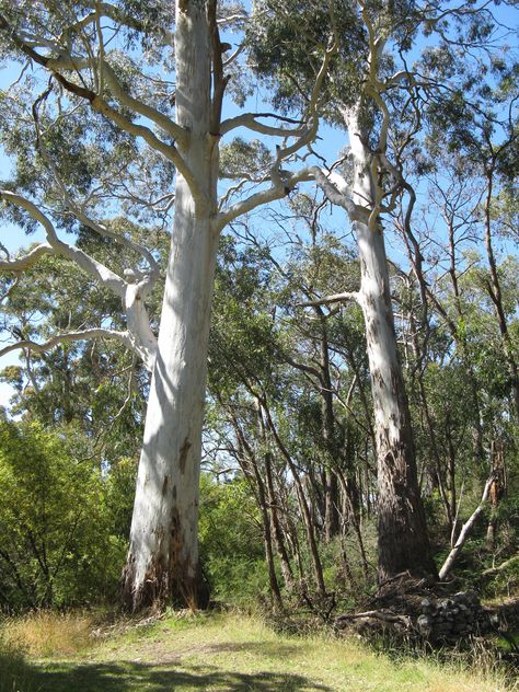 Hans Heysen Gum Trees, Australian Painters, Gum Tree, White Ghost, Pierre Auguste Renoir, Sense Of Place, Tree Drawing, Tree Forest, Australian Art