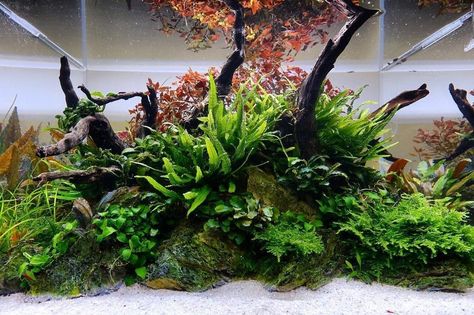 Island Aquascape, Nature Aquascape, Freshwater Aquascape, Aquascaping Ideas, Aquascape Ideas, Plants For Beginners, Nature Tank, Fish Aquarium Decorations, Freshwater Aquarium Plants