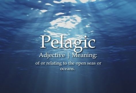 Words That Mean Ocean, Sis Photo, Ocean Words, Unique Words Definitions, Uncommon Words, Fancy Words, Weird Words, Unusual Words, Rare Words