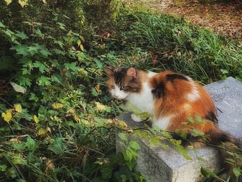 Ocean Cat Aesthetic, Aesthetic Environment Photography, Aesthetic Calico Cat, Catcore Aesthetic, Cat In Nature, Cute Calico Cat, Cats In Nature, Cat Outside, Long Picture