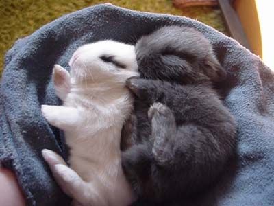 Sleeping Bunny, Sleeping Animals, Black Bunny, Baby Bunnies, Hamsters, Cute Creatures, Sweet Animals, Cute Bunny