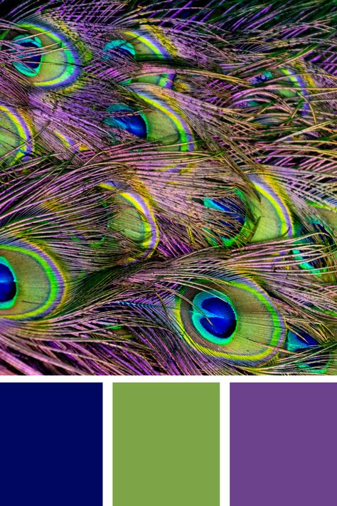 A stunning close-up of a peacock's tail showcases the exquisite blue green purple color palette. The iridescent feathers shimmer in shades of vibrant blue, rich green, and deep purple, creating a mesmerizing display of nature's artistry. Blue Green Purple Color Palette, Green Purple Color Palette, Peacock Color Palette, Peacock Color Scheme, Iridescent Feathers, Color Scheme Generator, Purple Color Palette, Peacock Colors, Purple Color Palettes