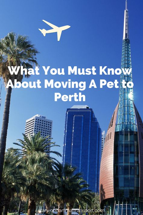 What You Must Know About Moving A Pet to Perth http://www.starwoodanimaltransport.com/blog/what-you-must-know-about-moving-your-pet-to-perth/ @starwoodpetmove Animal Transport, Pet Transport, International Move, Moving To Australia, Pet Friendly Hotels, Perth Australia, Moving Tips, Relocation, Family Pet