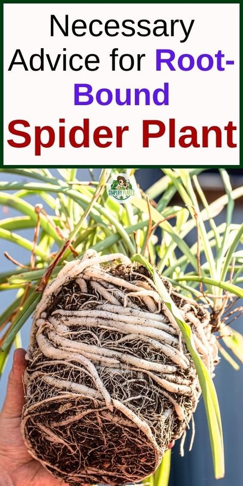 Does Spider Plant Like To Be Root Bound? (+When To Repot) Spider Plant Care, Chlorophytum Comosum, Plant Care Guide, Plant Pests, Spider Plant, Plant Help, Plant Problems, Inside Plants, Growing Plants Indoors