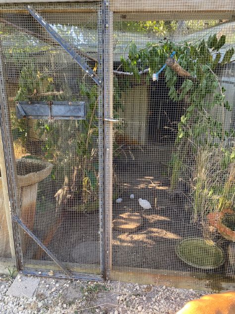 Indoor Quail Enclosure, Indoor Quail, Quail Enclosure, Quail Aviary, Quail Hutch, Aviary Ideas, Quail Coop, Sustainable Homestead, Raising Quail