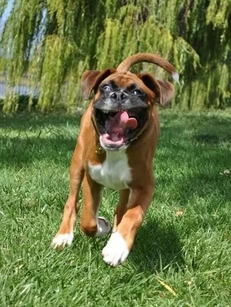 Animal Humor Dog, Hyper Dog, Happy Happy Happy, Real Bones, Boxer Puppy, Boxer Puppies, Animal Advocacy, Bad Dog, Boxer Dogs