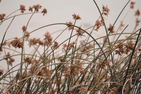 #desktop wallpaper #laptop #reeds #nature #naturephotography #naturelovers #landscape #aesthetic #vsco #beige #beigelook #beautifuldestinations Plant Aesthetic Wallpaper Laptop, Beige Background Landscape, Beige Wallpaper Laptop, Beige Aesthetic Wallpaper Laptop, Beige Widget, Desktop Wallpaper Laptop, Mac Wallpaper Desktop, Minimalist Desktop Wallpaper, Landscape Aesthetic