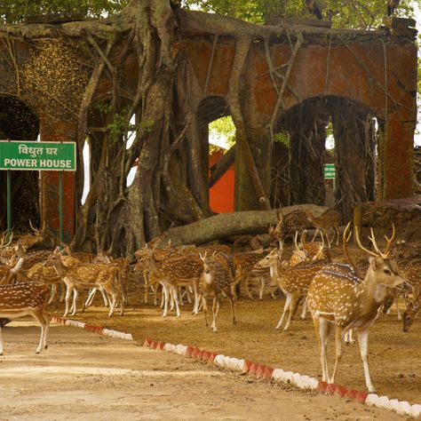 Chital Deer, Axis Deer, Spotted Deer, Ross Island, Port Blair, Whatsapp Contact, Andaman And Nicobar Islands, Aye Aye, Photo Projects