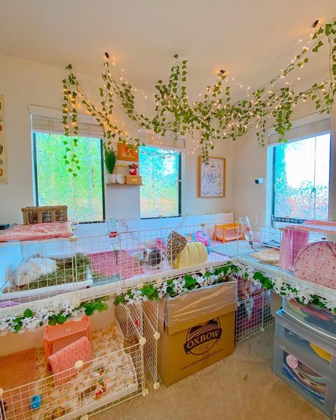 C&c Rabbit Cage Ideas, Guinea Pig Aesthetic Cage, Kavee Cage Ideas, Guinea Pig C&c Cage Ideas, Guinea Pig Room Ideas, Guinea Pig Cage Ideas Aesthetic, Guniea Pig Aesthetic Cage, C&c Guinea Pig Cage Ideas, Guinea Pig Hideout Diy