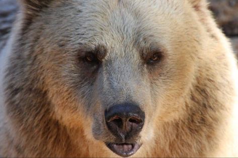 Brown and Grizzly Bear Symbolism (Dreams & Spirit Animals) Animals That Hibernate, Animal Lessons, Ground Squirrel, Grizzly Bears, Winter Survival, Indigenous Americans, Your Spirit Animal, Fiction And Nonfiction, How To Stay Awake