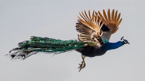 Peacock Flying, Peacock Pictures, Peacock Painting, Greek Gods And Goddesses, Greek Gods, Gods And Goddesses, Beautiful Birds, Animal Photography, Pet Birds