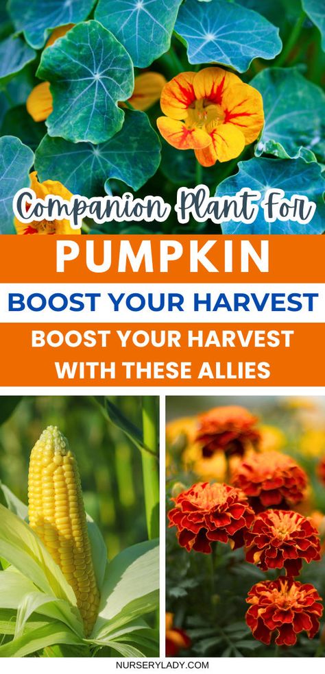 Unlock the secrets of companion planting for pumpkins to boost your harvest and enhance flavors! Discover the best companion plants that thrive alongside your pumpkins, creating a thriving garden patch. From aromatic herbs to beneficial flowers, learn when to plant pumpkins and their allies for optimal growth. Embrace companion gardening techniques and elevate your pumpkin spice creations with these essential companions. Planting Pumpkin Seeds, Plant Pumpkins, When To Plant Pumpkins, Pumpkin Trellis, Pumpkin Plants, Pumpkin Plant, Best Companion Plants, Companion Gardening, Garden Patch