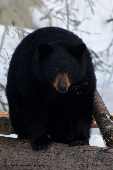 Spring_Black_Bear (by teklanika photos) Black Bear Hunting, Bear Aesthetic, Bear Island, American Black Bear, Bear Hunting, Bear Drawing, Bear Photos, Animal Magic, We Bear