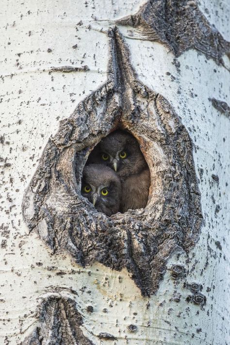 Types of Bird Nests: Cavity Nest Cavity nests are chambers found most often in trees - living or dead - that certain birds will use to raise their chicks. Nest Images, Parrot Pet, Parrot Cage, Nice Pic, Parrot Toys, Kinds Of Birds, African Grey, Exotic Birds, Bird Nest