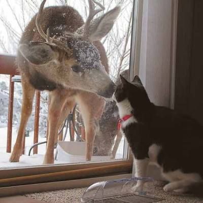 Deer & cat-nose to nose Deer And Cat, Funny Deer, Funny Animal Photos, Oh Deer, Silly Animals, Baby Deer, A Deer, Little Animals, Silly Cats