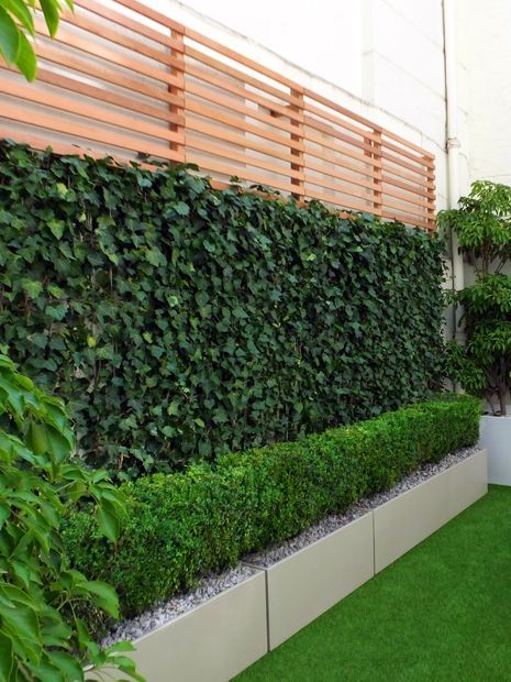 low maintenance stunning green wall garden Outdoor Green Wall Design, Plant Divider Wall Outdoor, Living Green Wall Outdoor, Garden Living Wall, Garden Wall Divider, Courtyard Privacy Ideas, Outdoor Wall Garden Ideas, Short Garden Wall, Garden Divider Ideas Outdoor Privacy