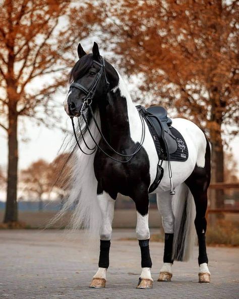 Horse Memes, Horse Markings, Beautiful Horses Photography, American Paint Horse, Good Night Everyone, Pinto Horse, Horse Things, Horse Aesthetic, Most Beautiful Horses