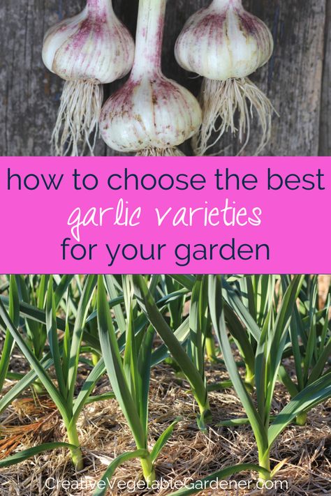 Garlic Varieties, Garlic Planting, Easiest Vegetables To Grow, Urban Gardening Ideas, Organic Gardening Pest Control, Vegetables To Grow, Planting Garlic, Fall Gardening, Vegetable Garden Tips