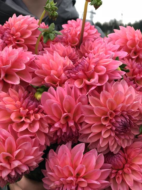 Pink Runner Dahlia Tuber Hot Pink Dahlia, Dahlia Growing, Pink Dahlias, Dahlia Pink, Sustainable Flowers, Dahlia Tubers, Pink Dahlia, Pink Runner, Flower Farmer