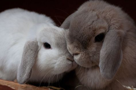 Bunnies Cuddling, Animals Kissing, Two Bunnies, Puppy Cuddles, Rabbit Pictures, Baby Bunnies, Cute Animal Pictures, Cute Funny Animals