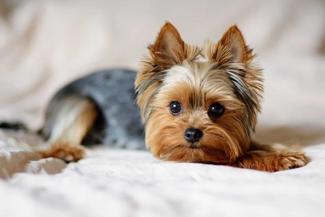 Male Yorkie Haircut, Male Yorkie, Teacup Dog Breeds, Yorkie Haircuts, Toy Breeds, Teacup Yorkie Puppy, Yorkie Mix, Dog Anatomy, Yorkie Terrier