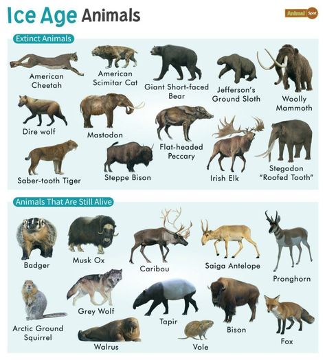 Ice Age Animals, Stone Age Animals, Greyhound Statues, Animal Infographic, Pig Breeds, Conservation Biology, Prehistoric Wildlife, Ark Survival Evolved, Ancient Animals