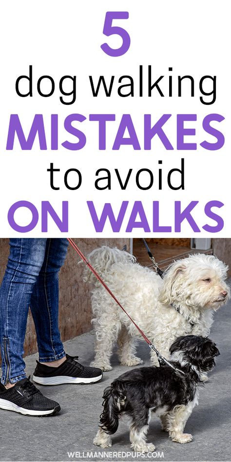 Walking Tips, Dog Walking Business, Food Dog, Dog Training Advice, Dog Pee, Dog Exercise, Dog Walks, Dog Care Tips, Pet Care Tips