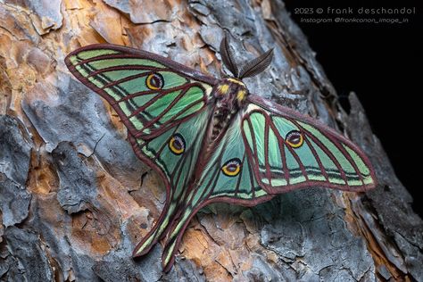 Spanish Luna Moth, Spanish Moon Moth Tattoo, Moth Photo, Spanish Moon Moth, Moth Witch, Bug Board, Moth Drawing, Moth Tattoo Design, Art Healing