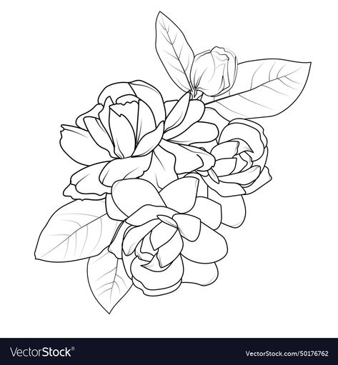 Jasmine Flower Drawing Tattoo, Jasmine Flower Sketch, Flower Drawing Outline, Jasmine Flower Drawing, Flower Drawing Tattoo, Jasmine Flower Tattoo, White Jasmine Flower, Jasmine Tattoo, Tattoo Black And White