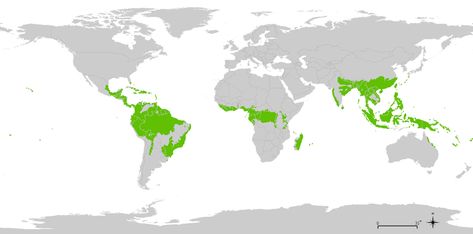 Rainforest Map, Rainforest Facts, Tropic Of Capricorn, Rainforest Animals, Map Skills, Aerial Images, American Continent, Soil Layers, Living Off The Land