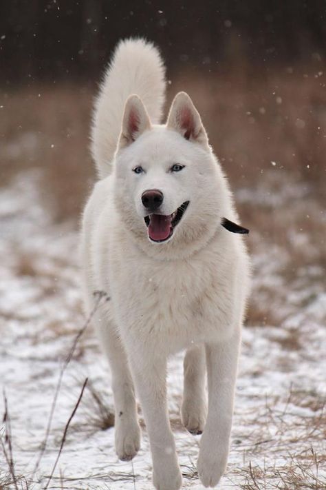 White Husky Perros Chow Chow, Siberian Husky Names, Red Siberian Husky, Ras Anjing, White Siberian Husky, Husky Puppies For Sale, Husky Breeds, Wolf Husky, White Husky