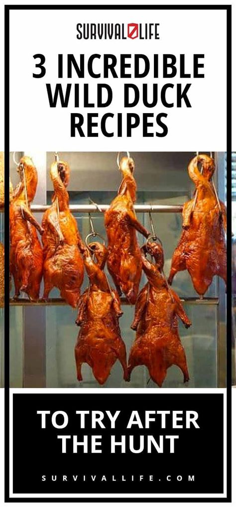 ð¦ð¦ð¦ As long as the chef knows what they are doing, I will order duck almost every time I see it on a menu. ð¥ Read on to learn some general rules and 3 fantastic wild duck recipes.ð #wildduck #recipes #camping #outdoorskills #hunting #outdoors Wild Duck Recipes, Cooking Duck, Bird Recipes, Goose Recipes, Duck Recipe, Wild Duck, Duck Breast, Game Recipes, Wild Game Recipes